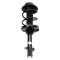 Strut & Spring Assembly